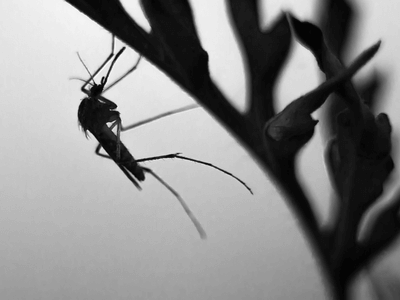 About Termite Inspection Peterson Park - termite inspection experts in Peterson Park
